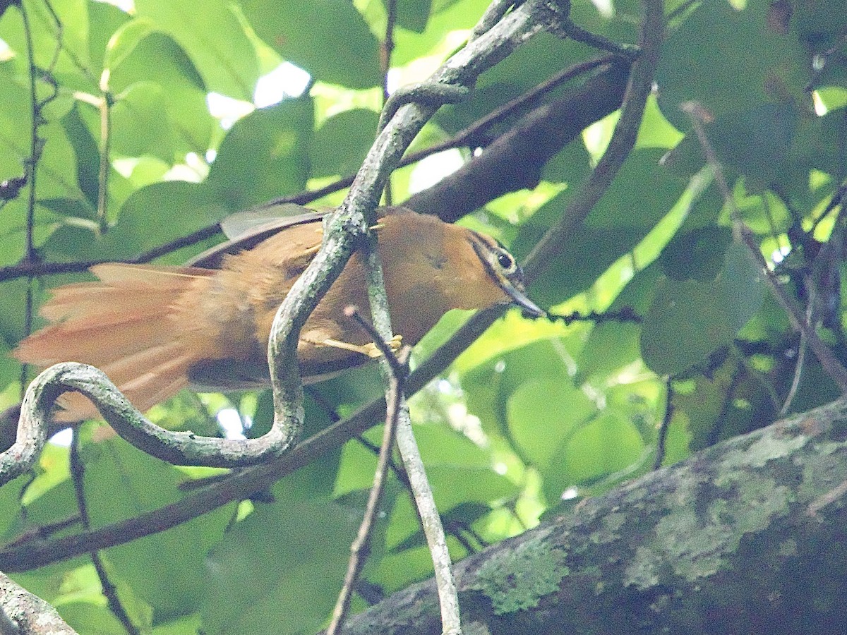 Black-capped Foliage-gleaner - ML614207508