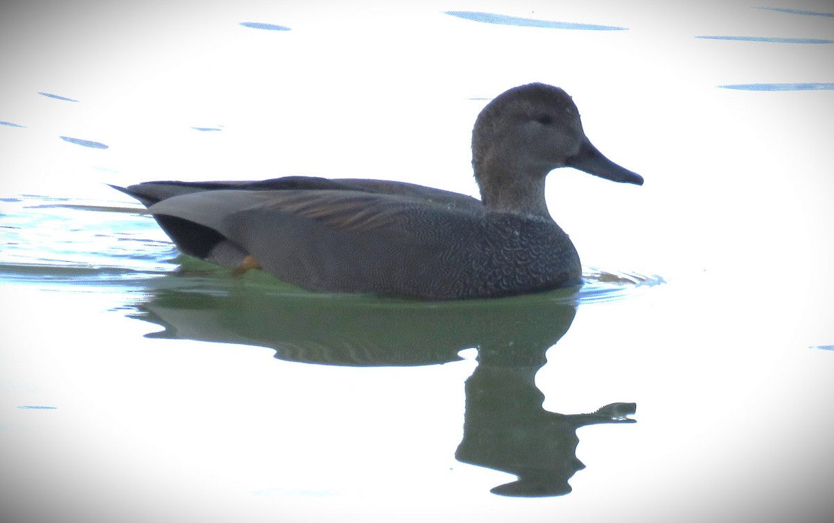 Gadwall - ML614207528