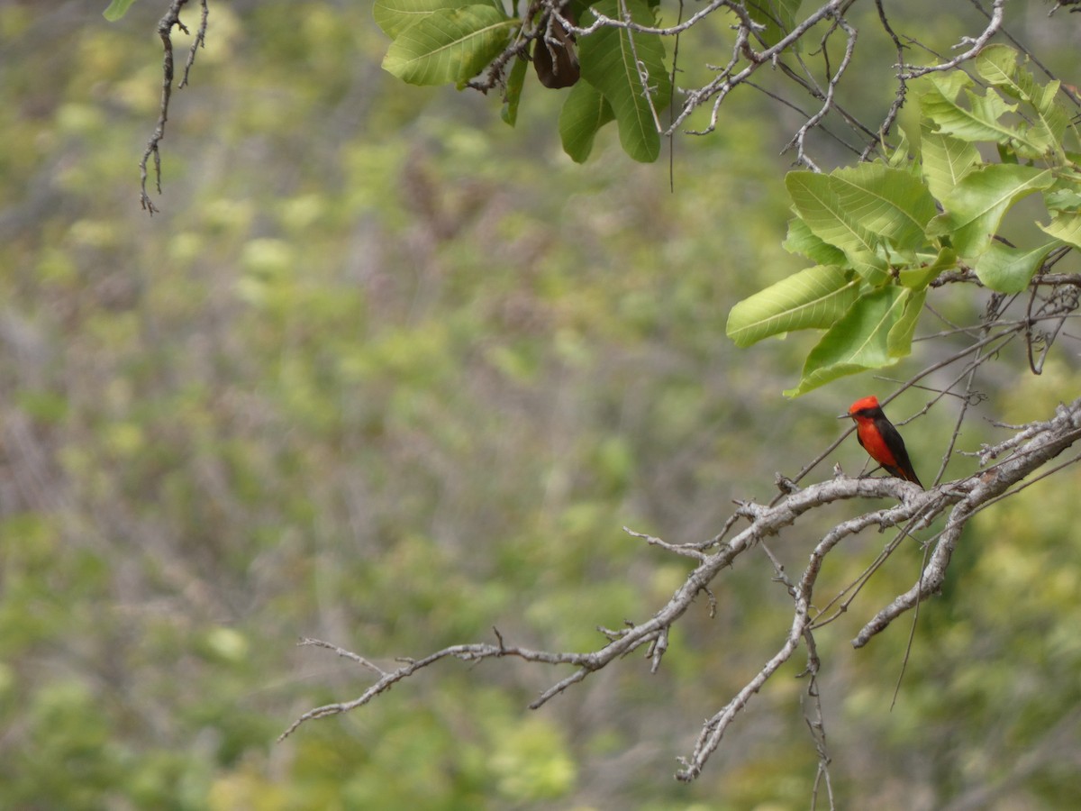 Vermilion Flycatcher - ML614207549