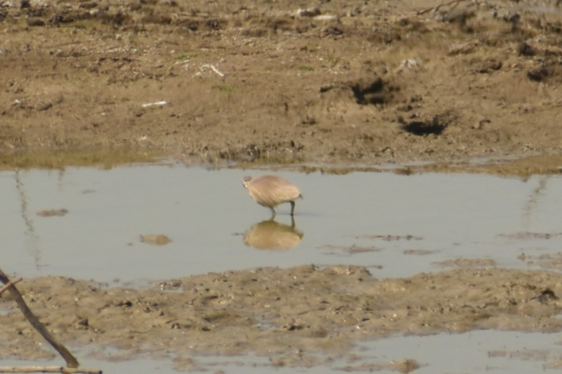 Indian Pond-Heron - ML614207552