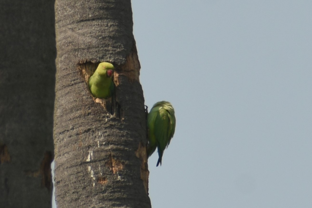Rose-ringed Parakeet - ML614207556