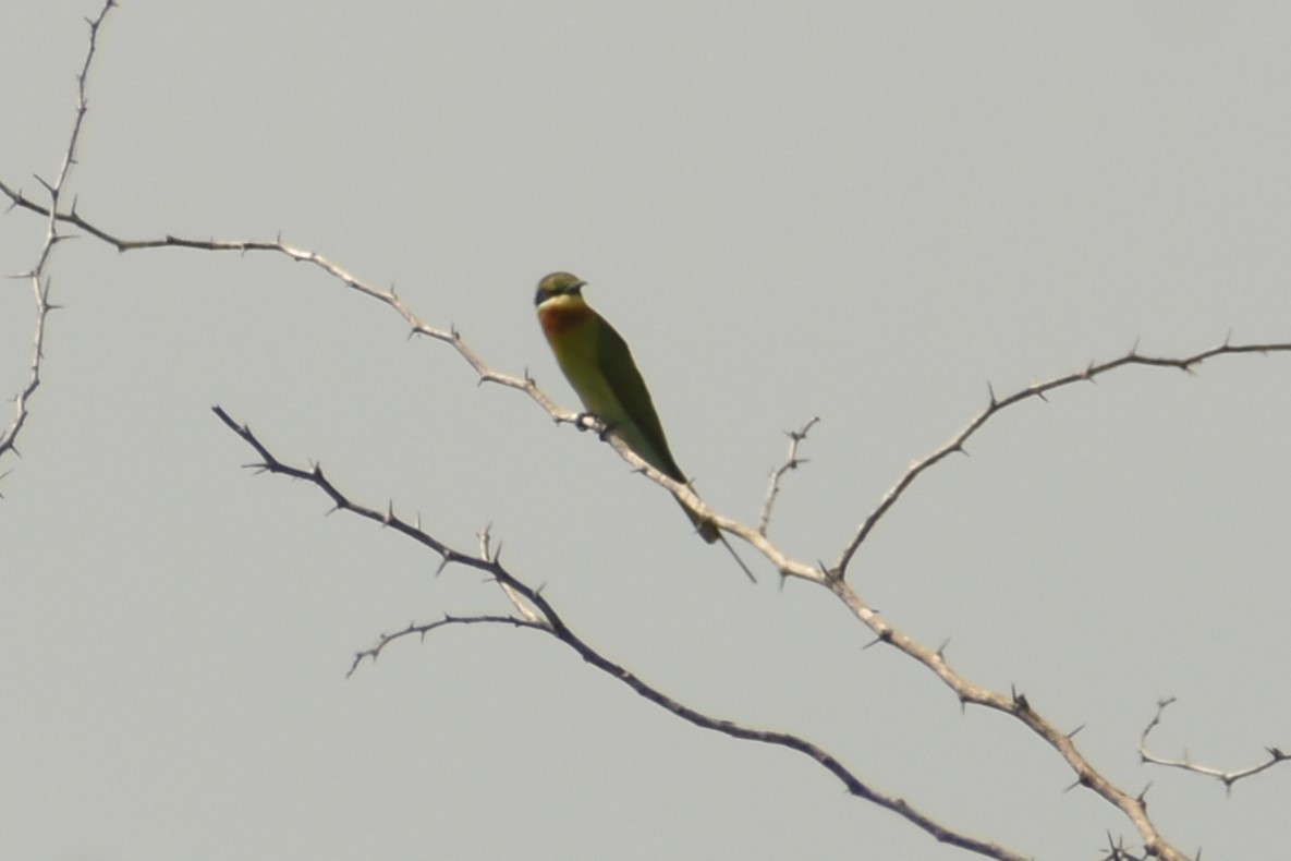Blue-tailed Bee-eater - ML614207559