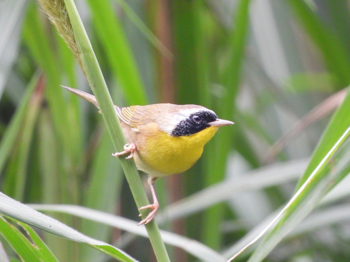 Common Yellowthroat - ML614207586