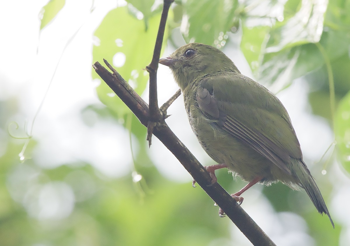 Swallow-tailed Manakin - ML614207595