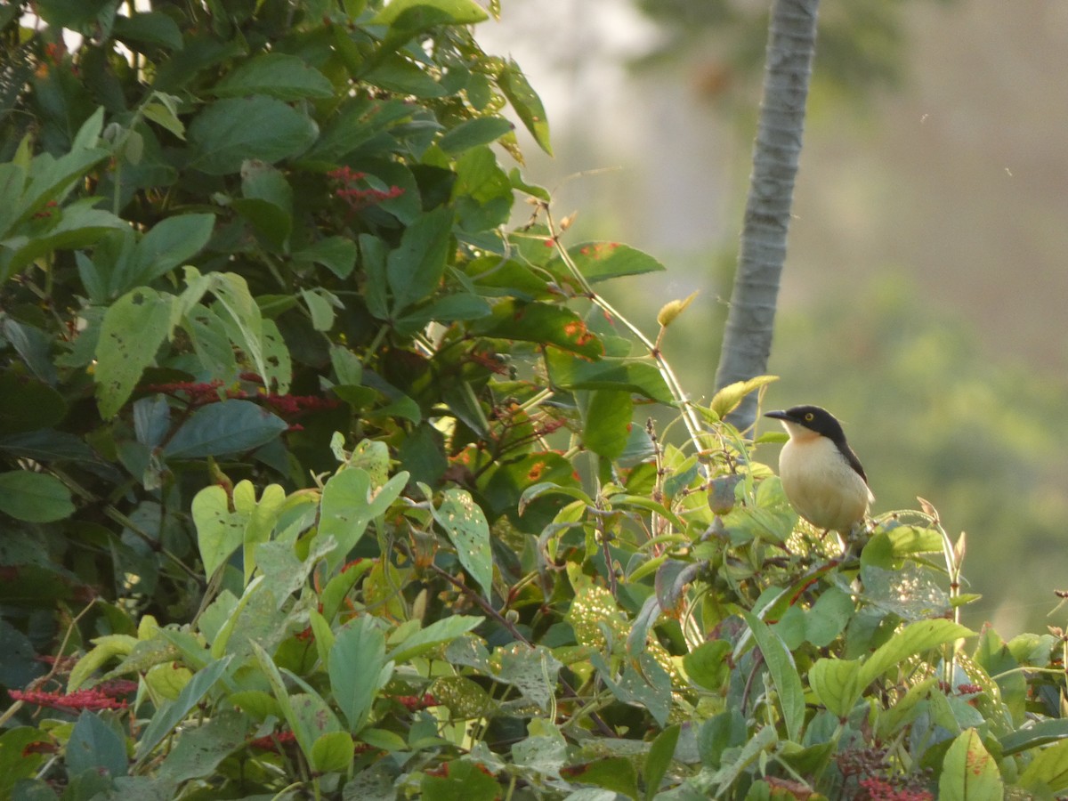 Black-capped Donacobius - ML614207603