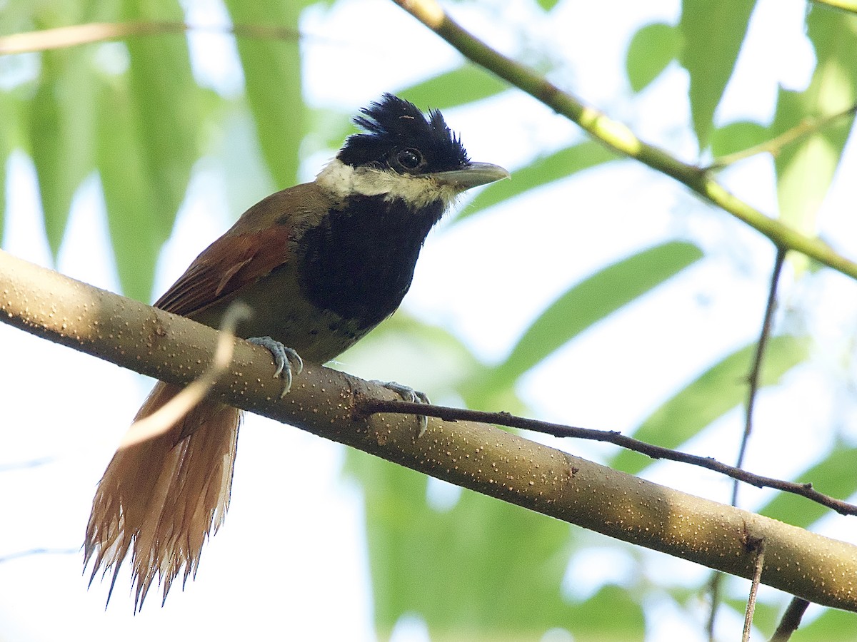 White-bearded Antshrike - ML614207627