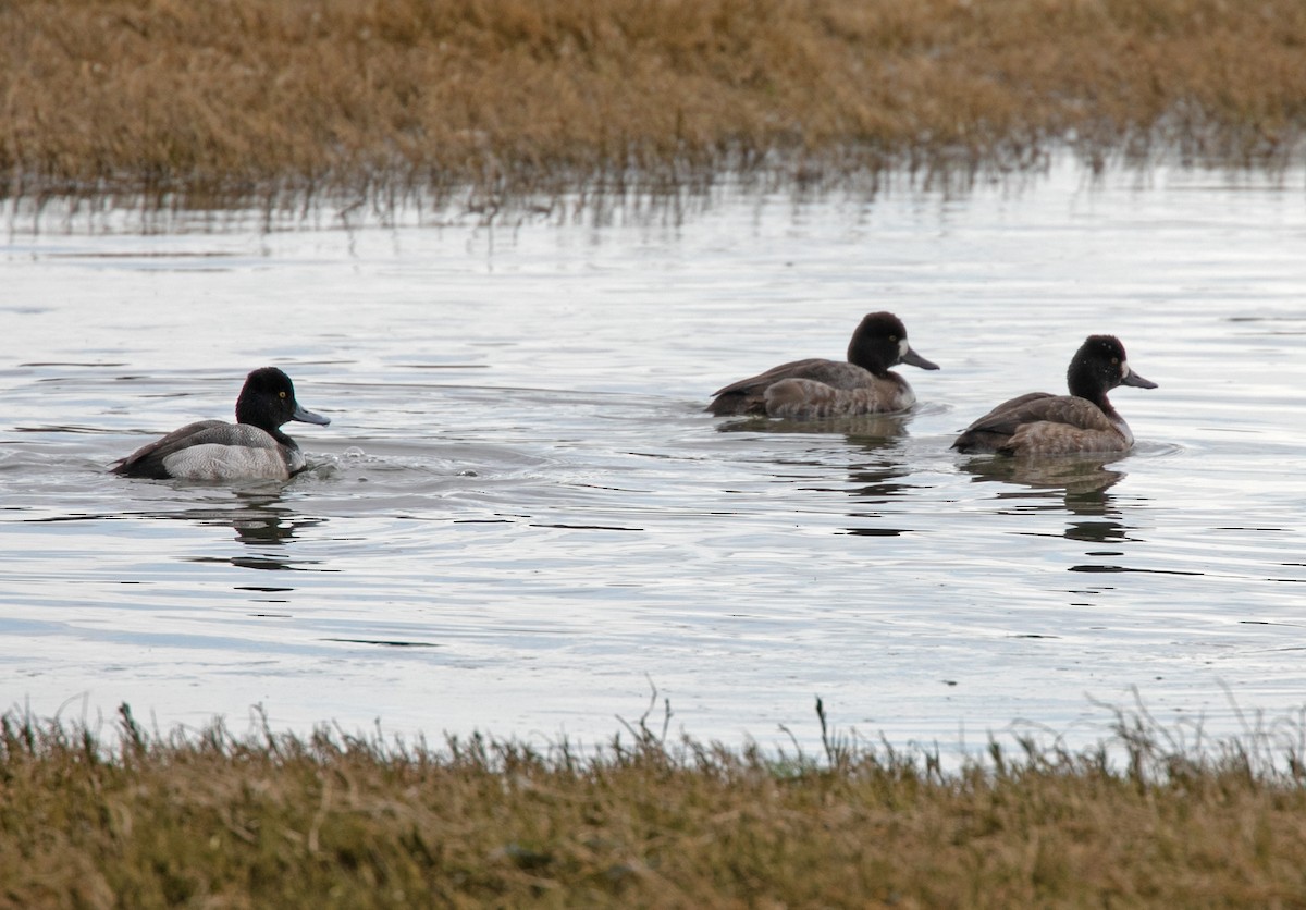 Lesser Scaup - ML614207648