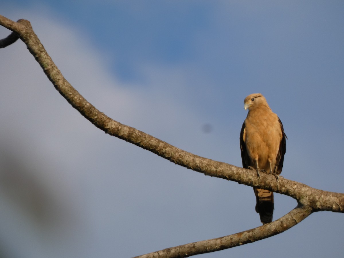 Yellow-headed Caracara - ML614207652