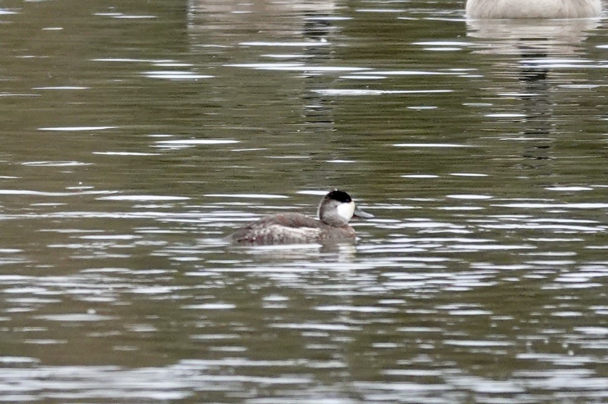 Ruddy Duck - ML614207664