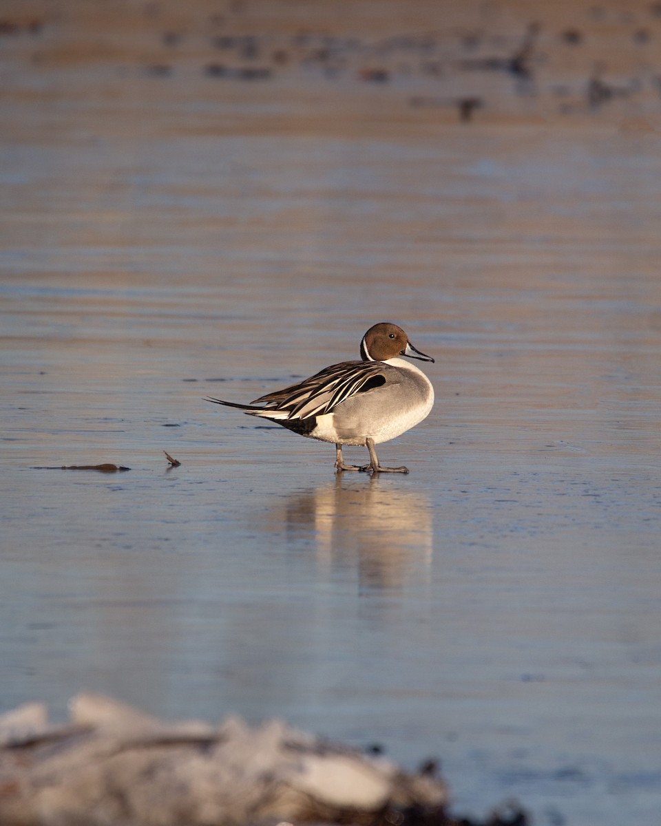 Northern Pintail - ML614207686