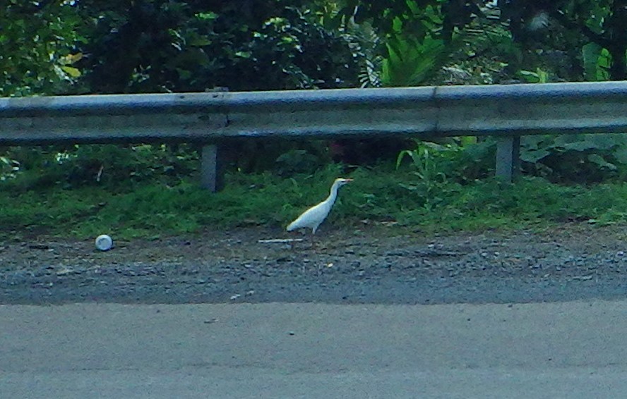 Western Cattle Egret - ML614207714