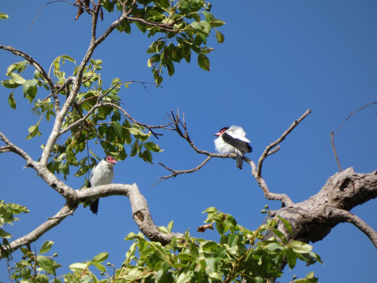 Black-tailed Tityra - ML614207735