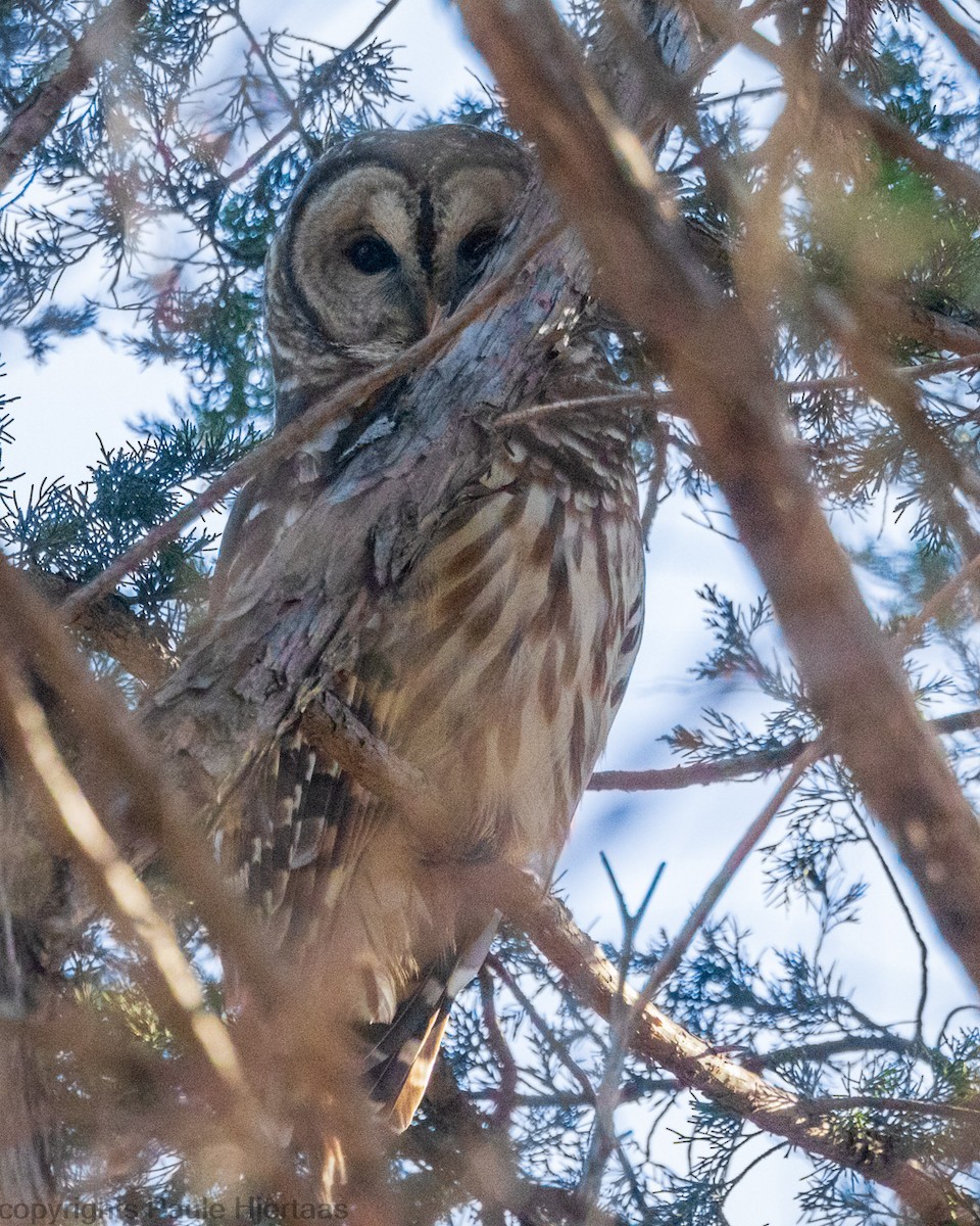 Barred Owl - Paule Hjertaas