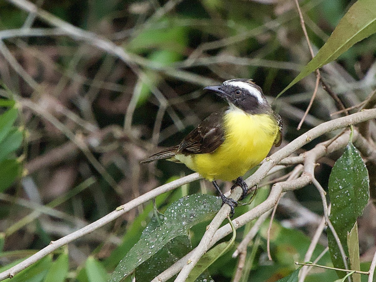 Social Flycatcher - ML614207766