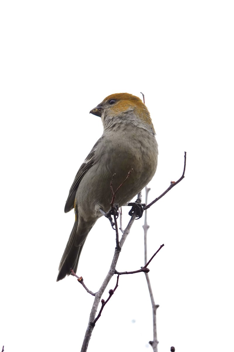 Pine Grosbeak - Caileigh Kirkby