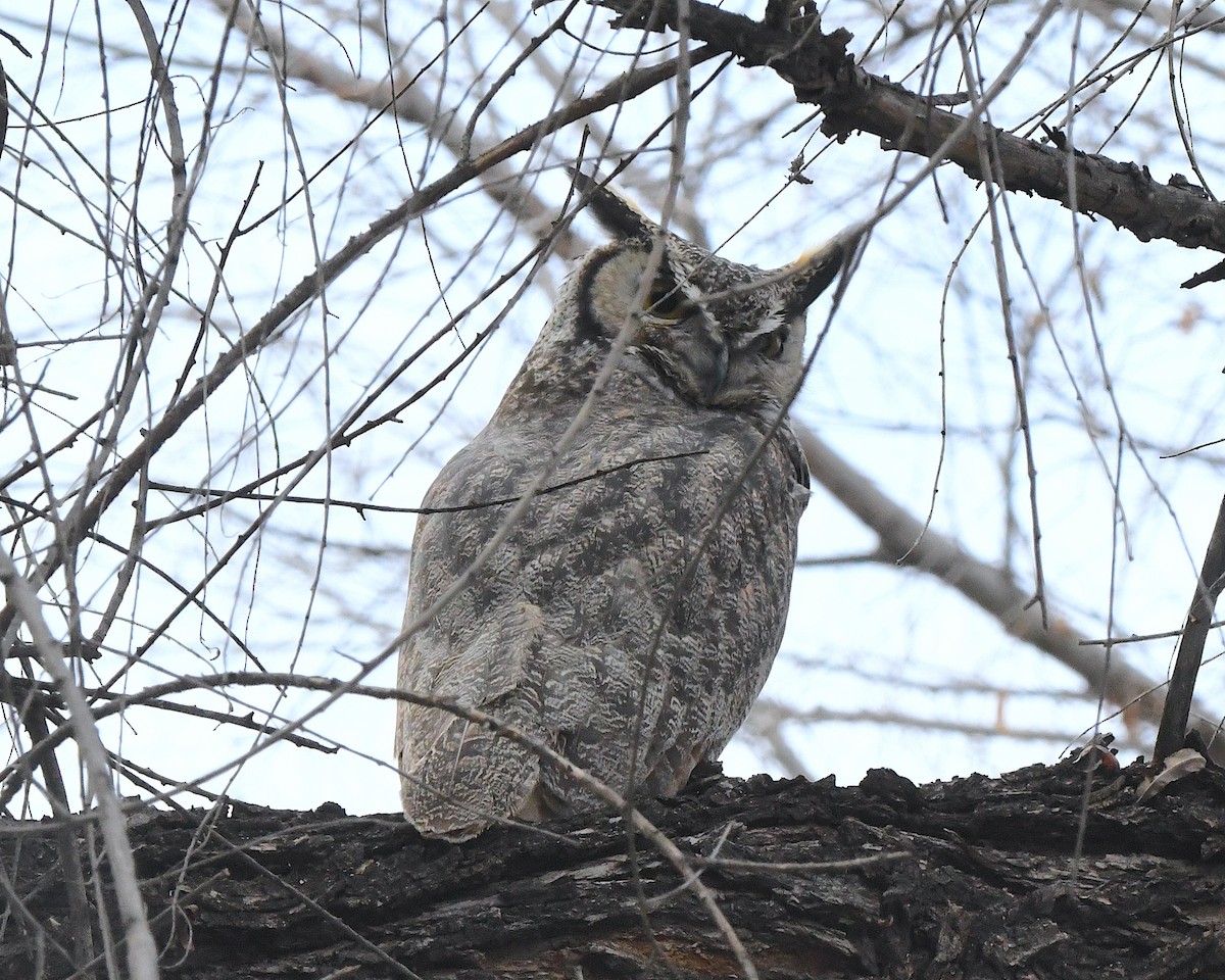 Great Horned Owl - ML614207835