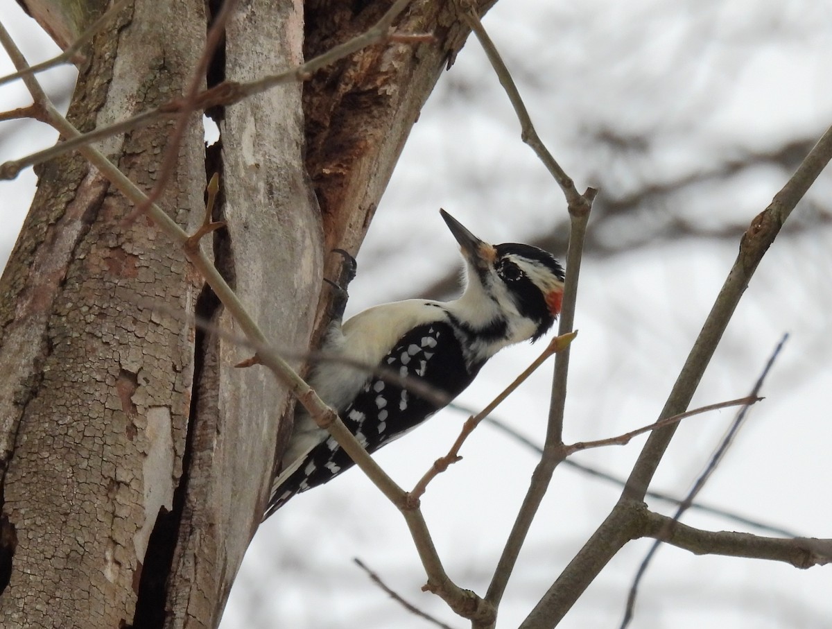 Hairy Woodpecker (Eastern) - ML614207853