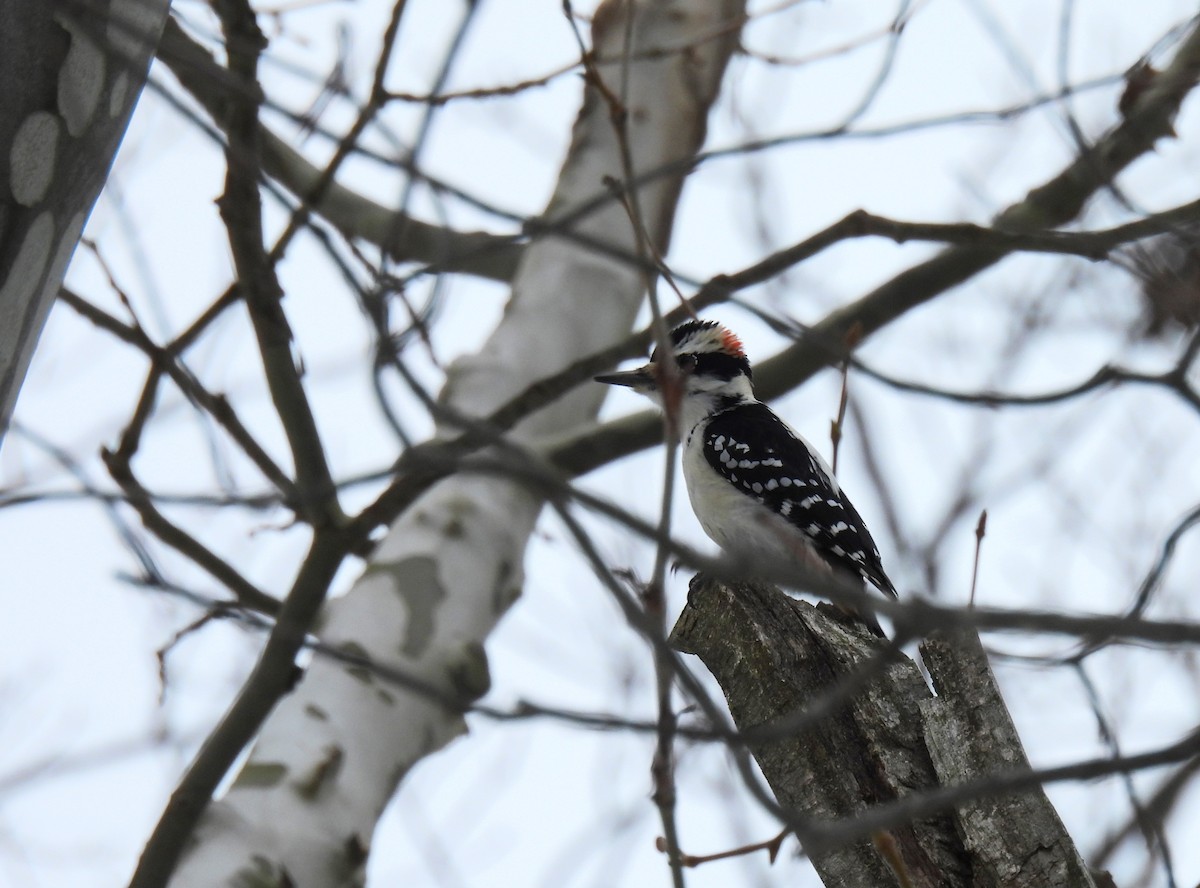 Hairy Woodpecker (Eastern) - ML614207854