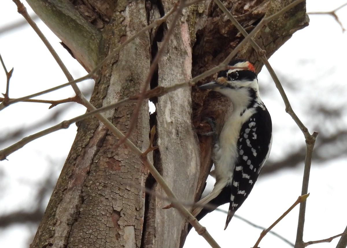 Hairy Woodpecker (Eastern) - ML614207855