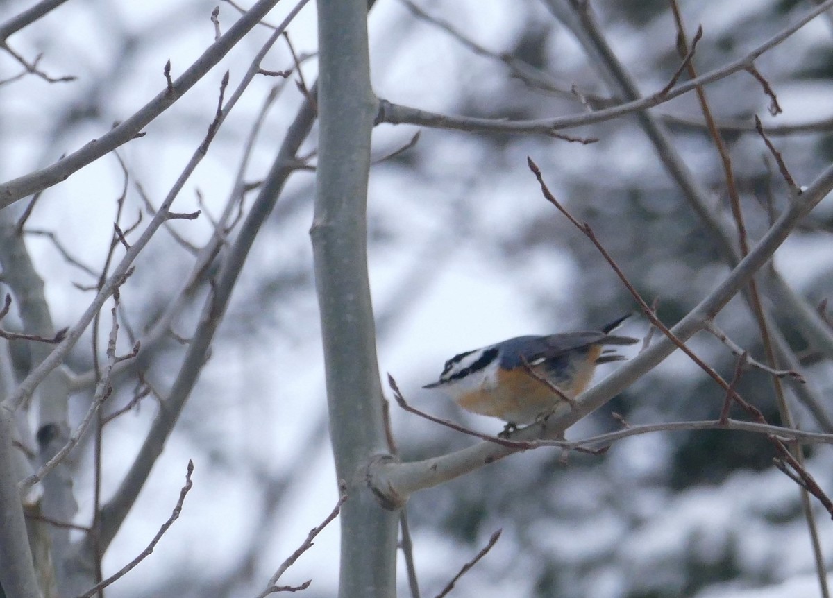 Red-breasted Nuthatch - ML614207867