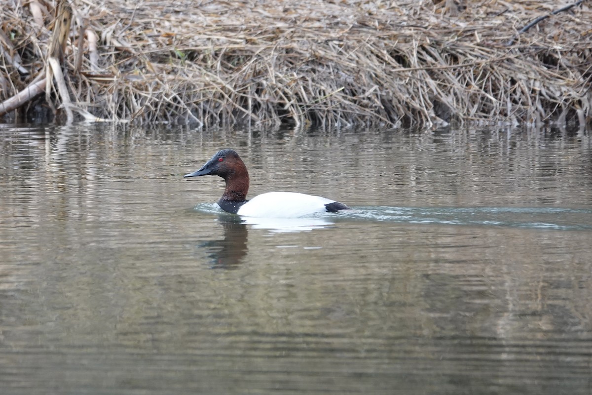 Canvasback - Caileigh Kirkby