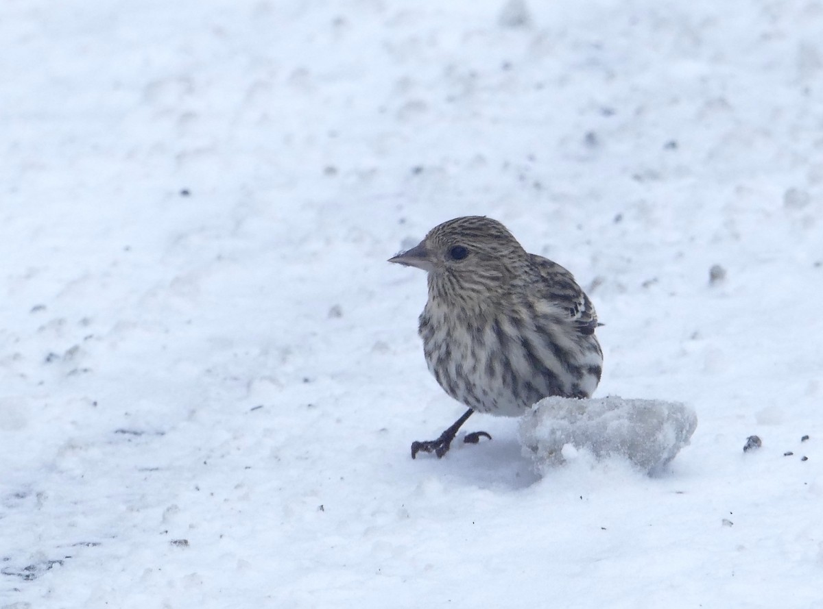 Pine Siskin - ML614207901