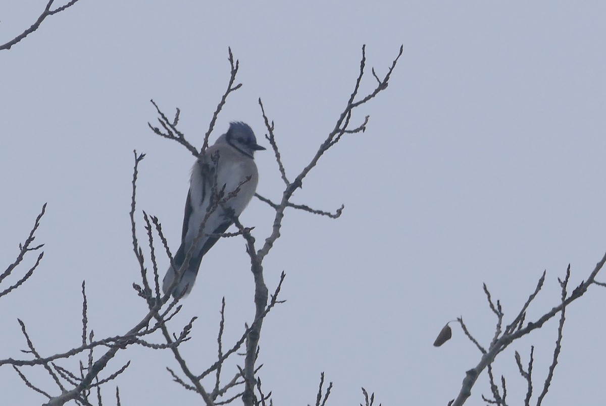 Blue Jay - Jacques Ibarzabal