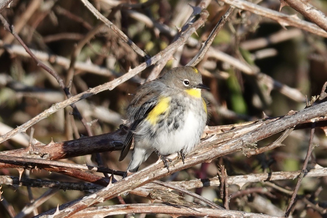 Yellow-rumped Warbler - Caileigh Kirkby
