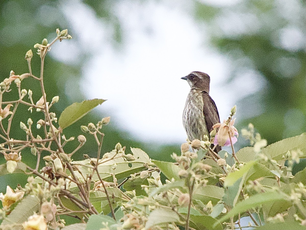 Variegated Flycatcher - ML614207935