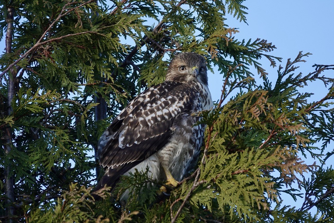 Red-tailed Hawk - Caileigh Kirkby
