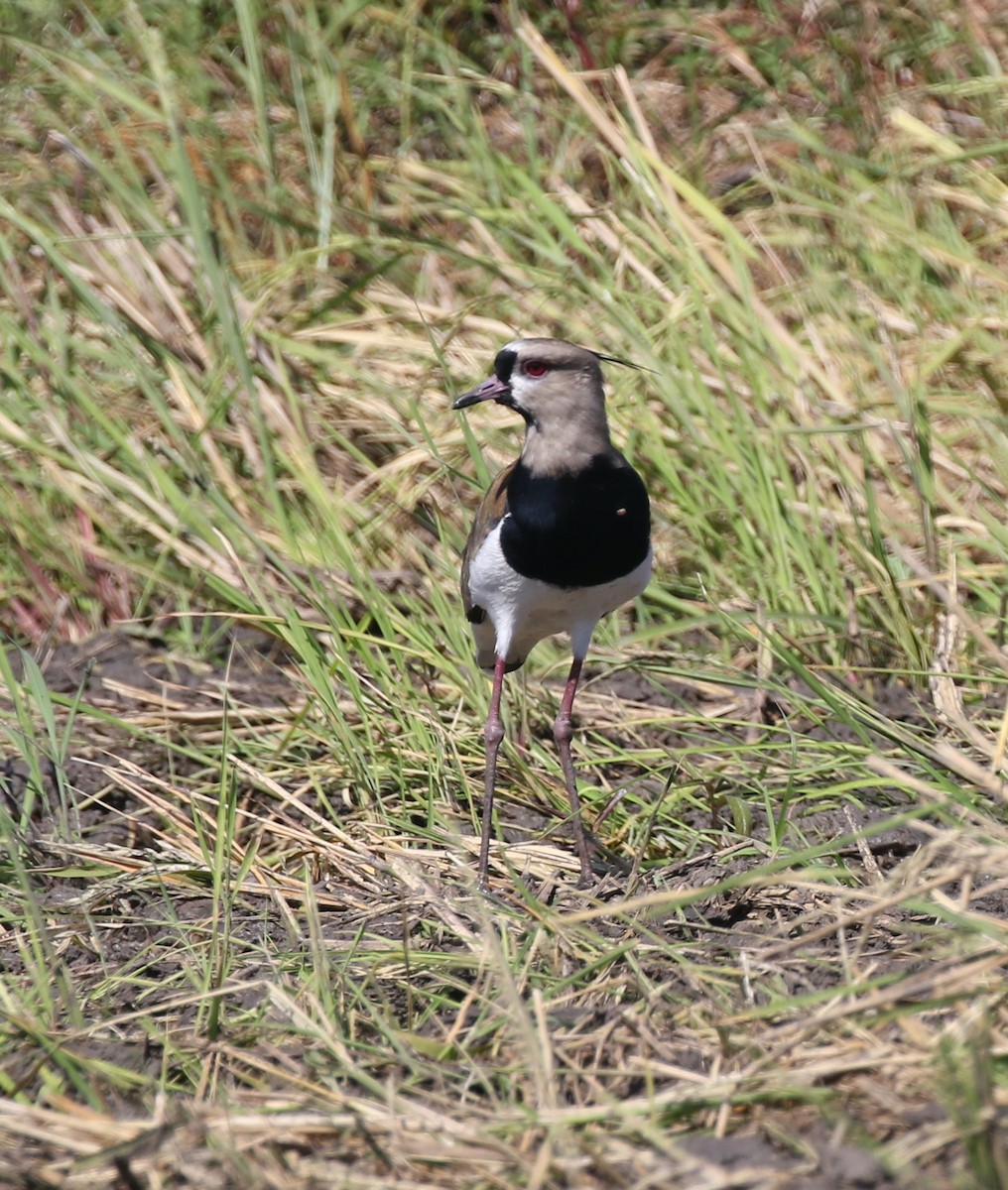 Southern Lapwing - Andrew Vallely