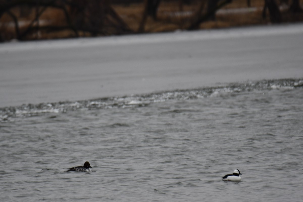 Bufflehead - ML614208075