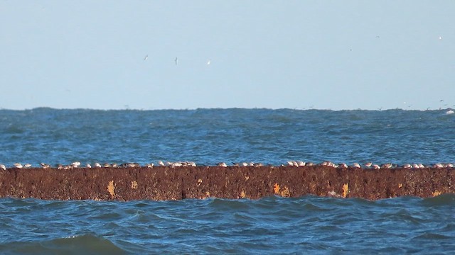 Purple Sandpiper - ML614208078