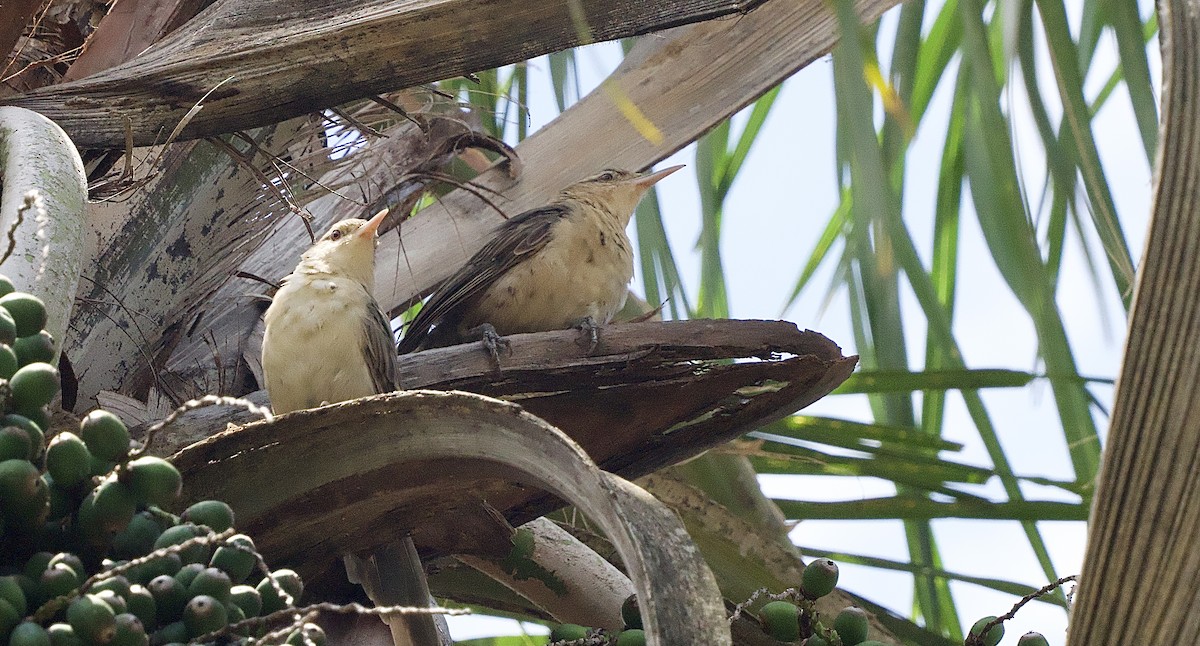 Thrush-like Wren - Craig Rasmussen