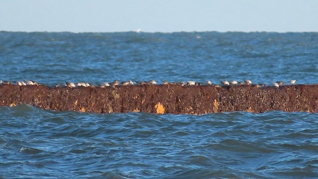 Побережник морський - ML614208091