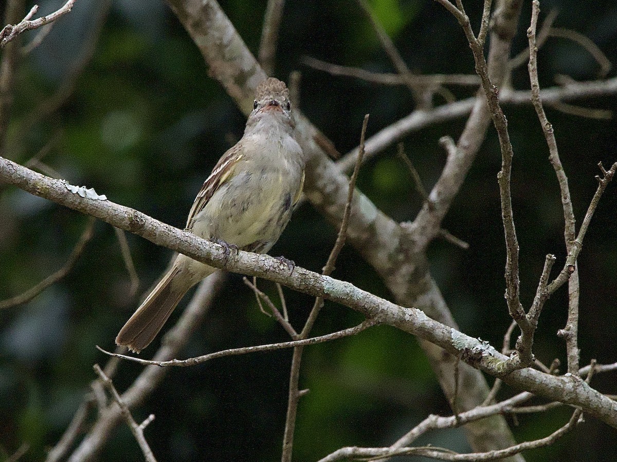 Élénie à ventre jaune - ML614208133