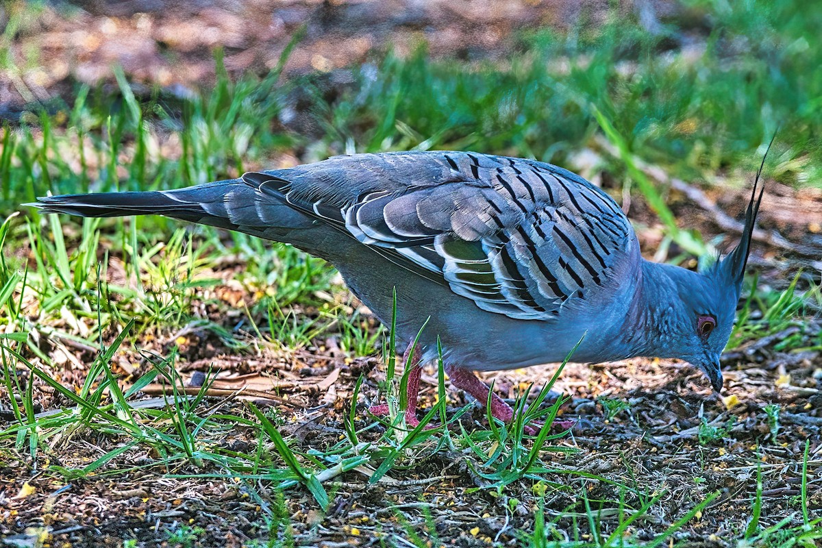 Crested Pigeon - Alfons  Lawen