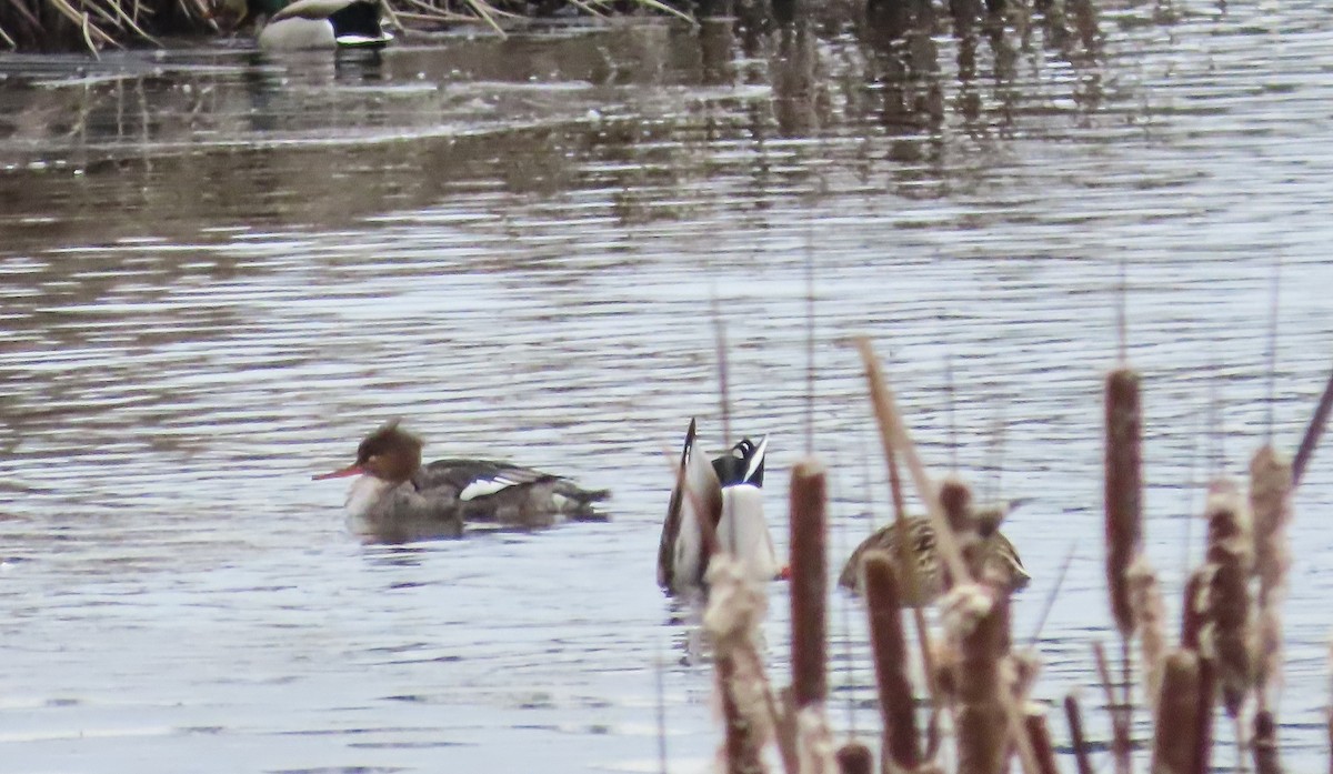 Red-breasted Merganser - Nancy & Bill LaFramboise