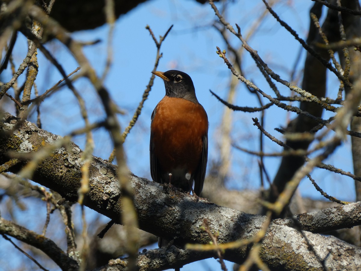 American Robin - ML614208192