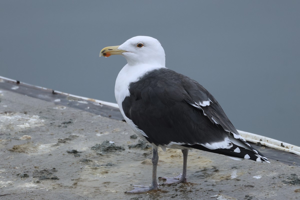 Great Black-backed Gull - ML614208200