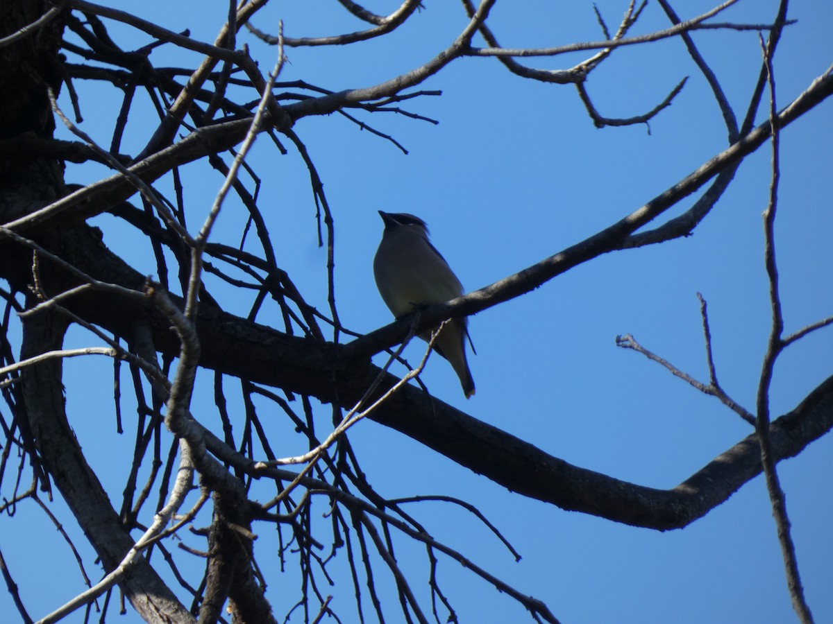 Cedar Waxwing - ML614208207