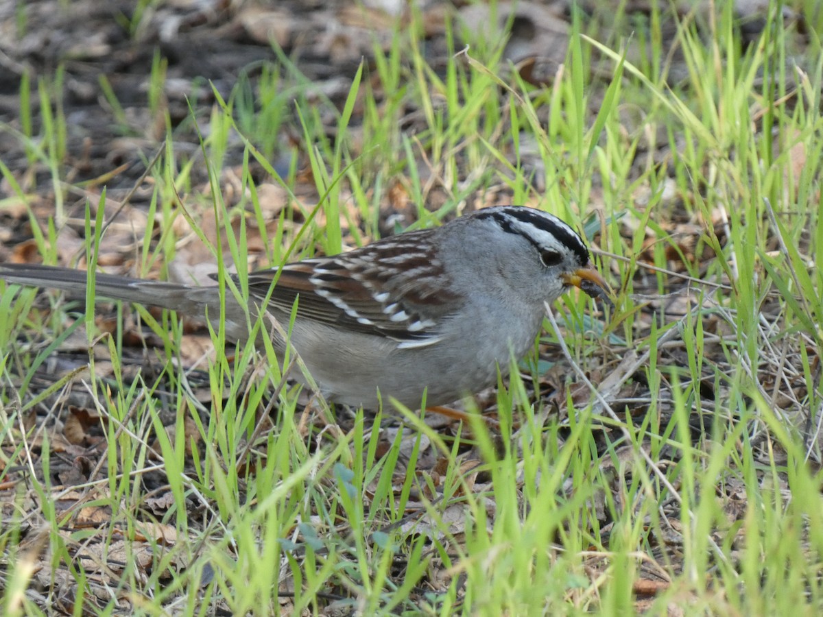 White-crowned Sparrow - Grant Heath