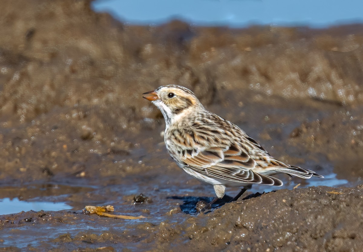 Lapland Longspur - ML614208286