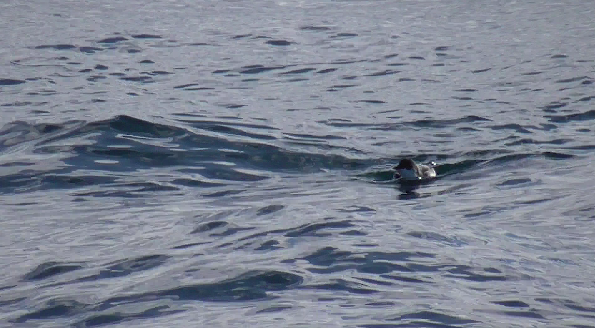 Scripps's Murrelet - ML614208396