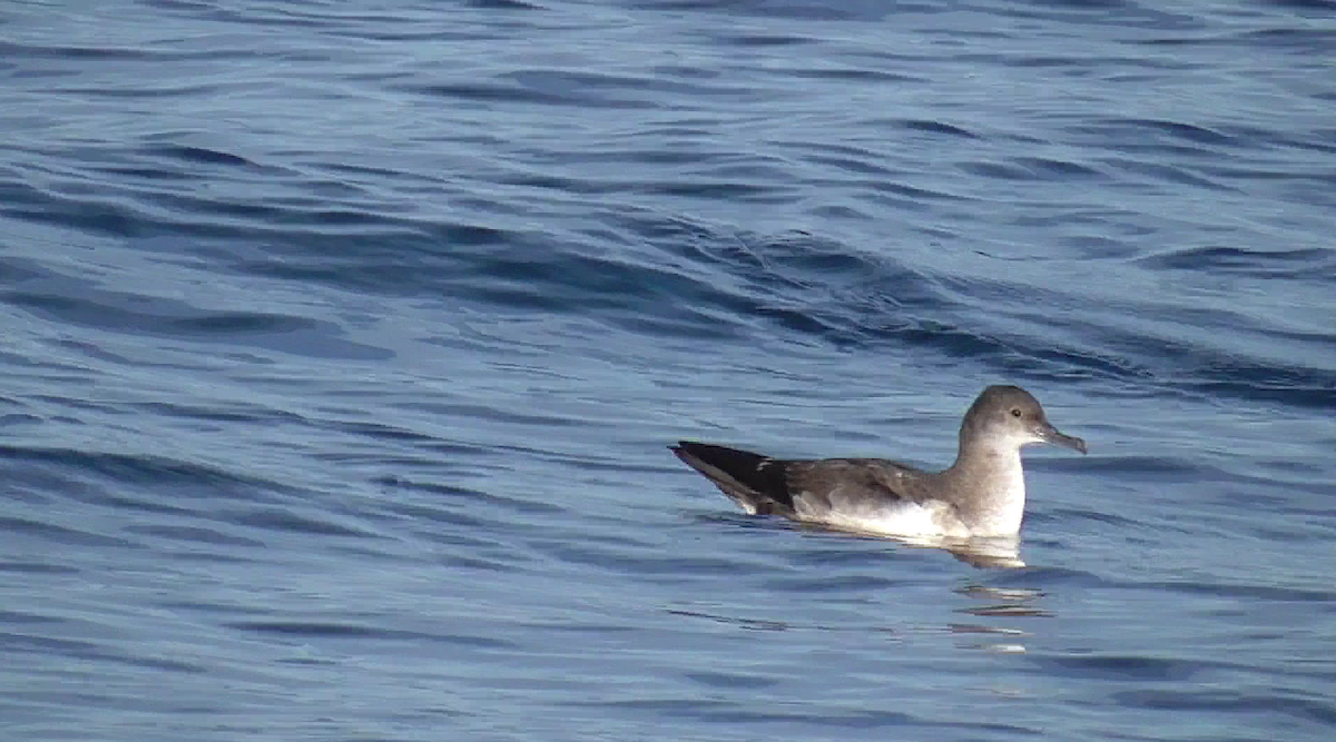 Black-vented Shearwater - ML614208399