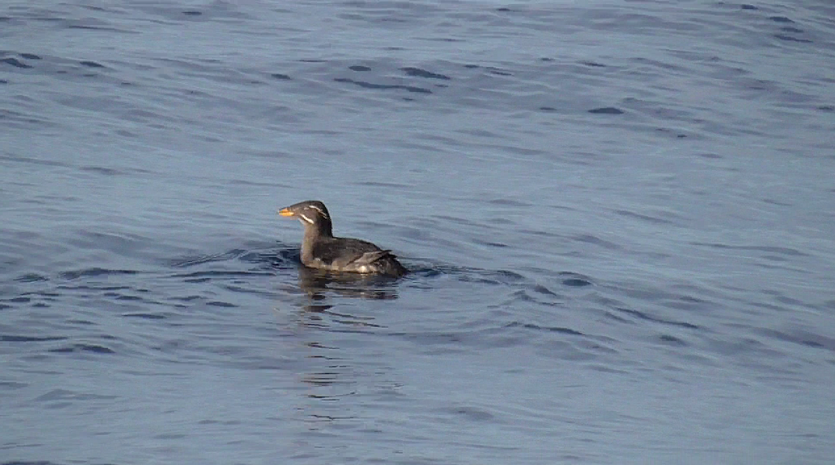 Rhinoceros Auklet - ML614208417