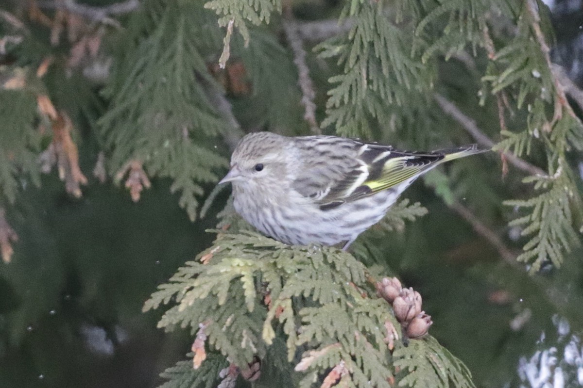 Pine Siskin - Steve McNamara