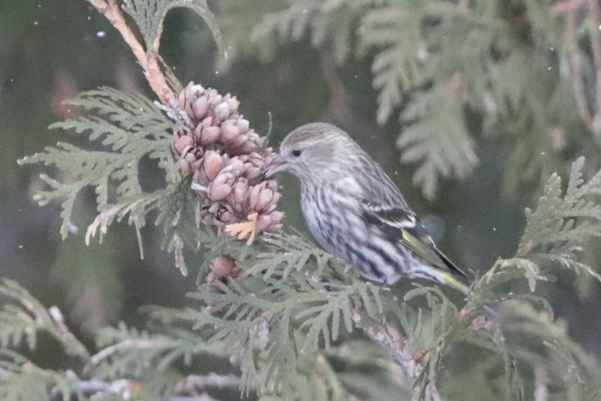 Pine Siskin - ML614208429