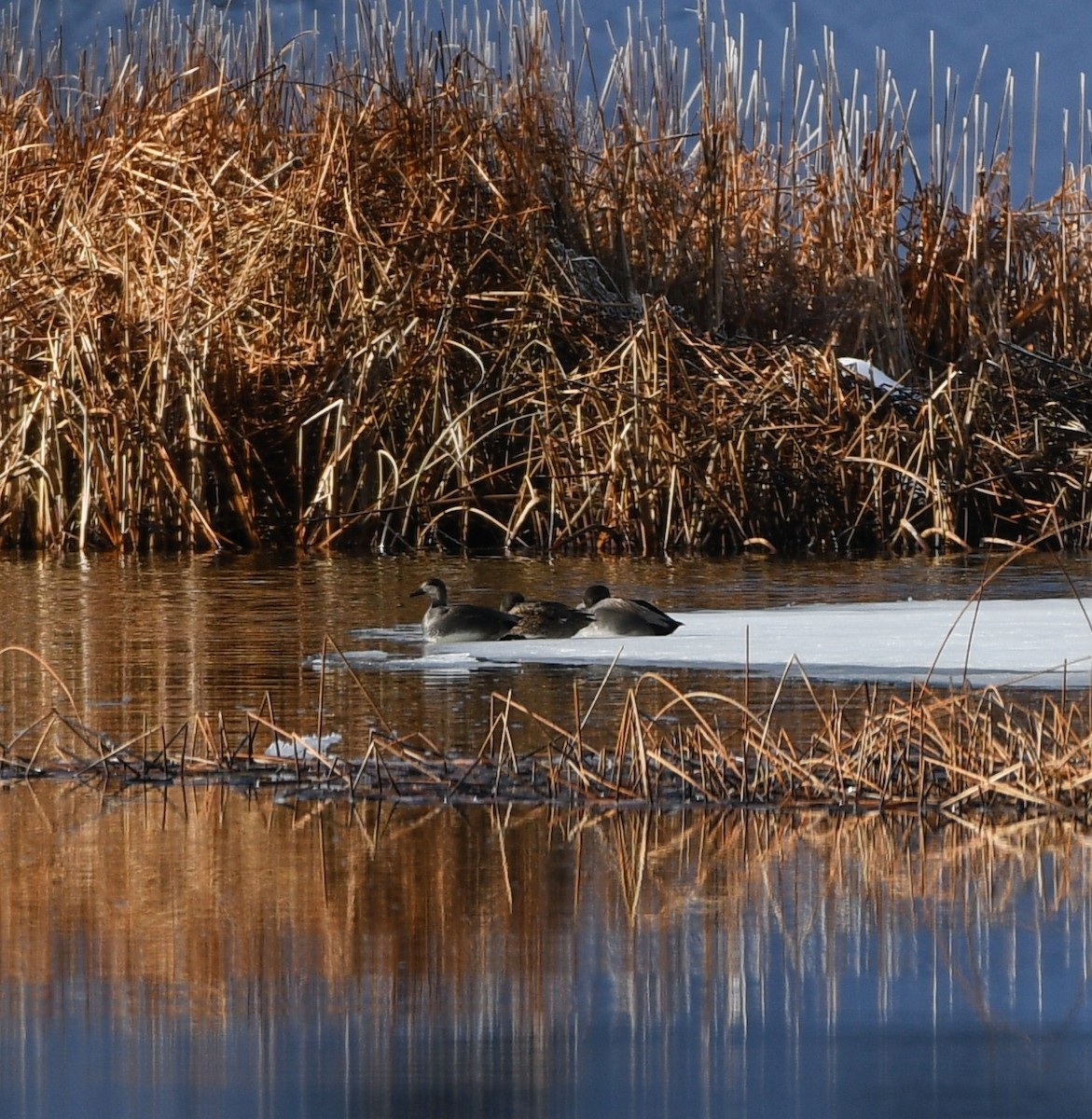 Gadwall - ML614208430