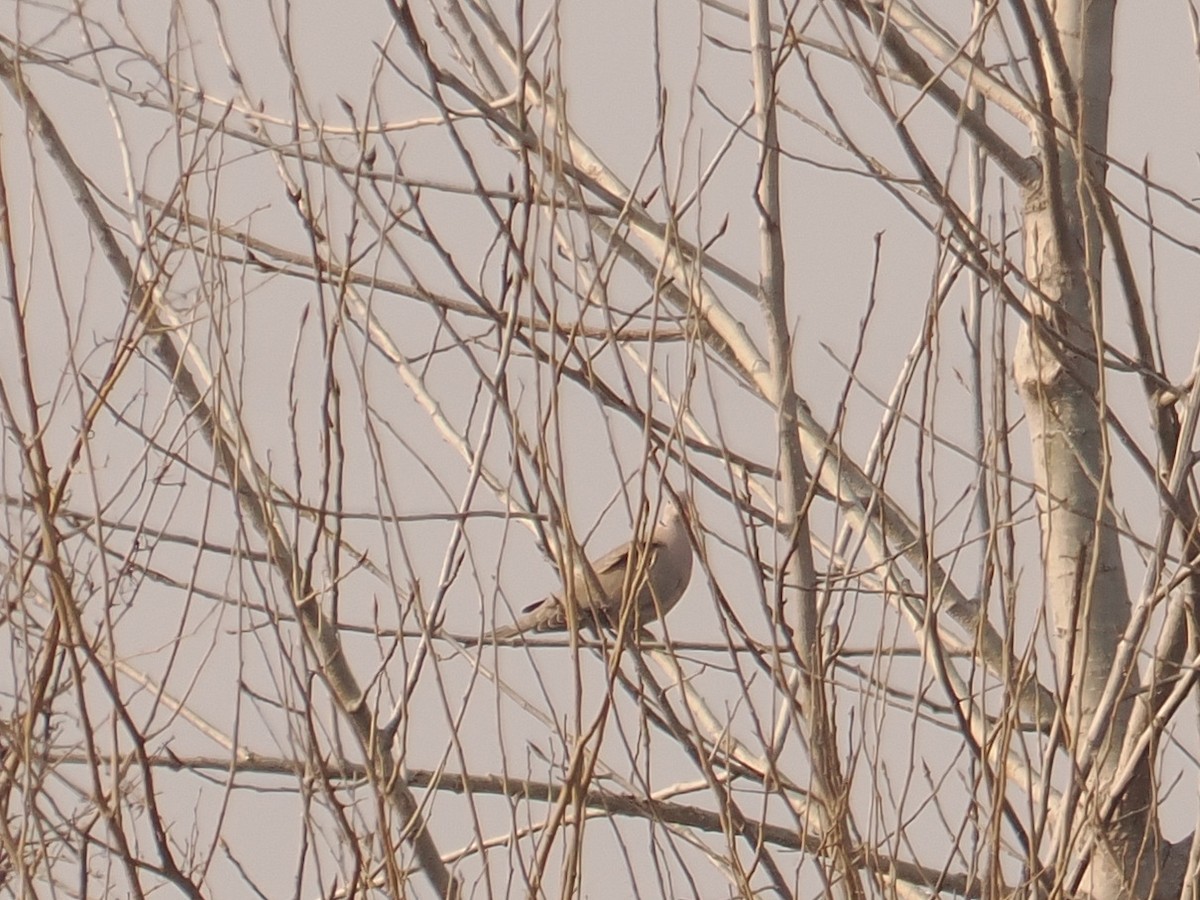 Eurasian Collared-Dove - ML614208494